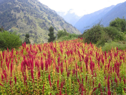 Chaulai/ Amaranthus seeds